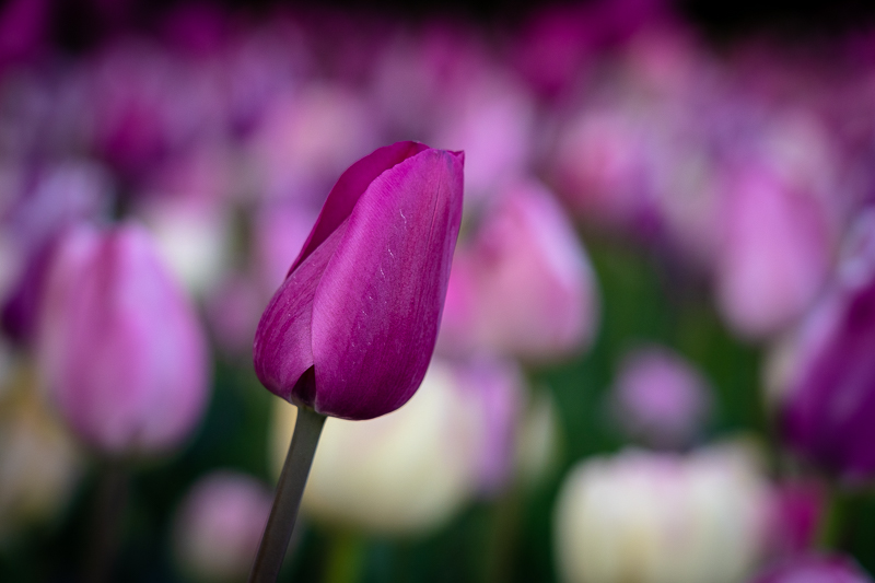 Chicago Botanic Garden - Circle Garden