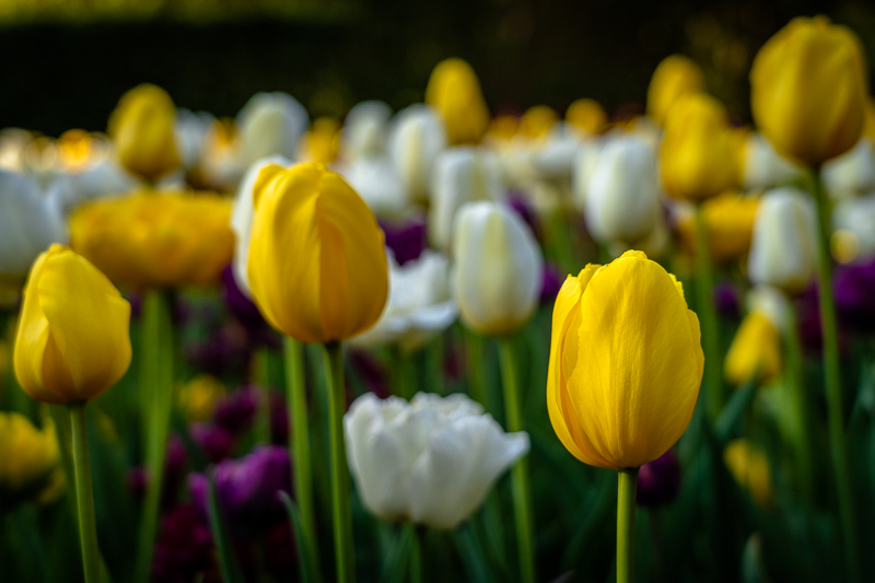 Chicago Botanic Garden - Circle Garden