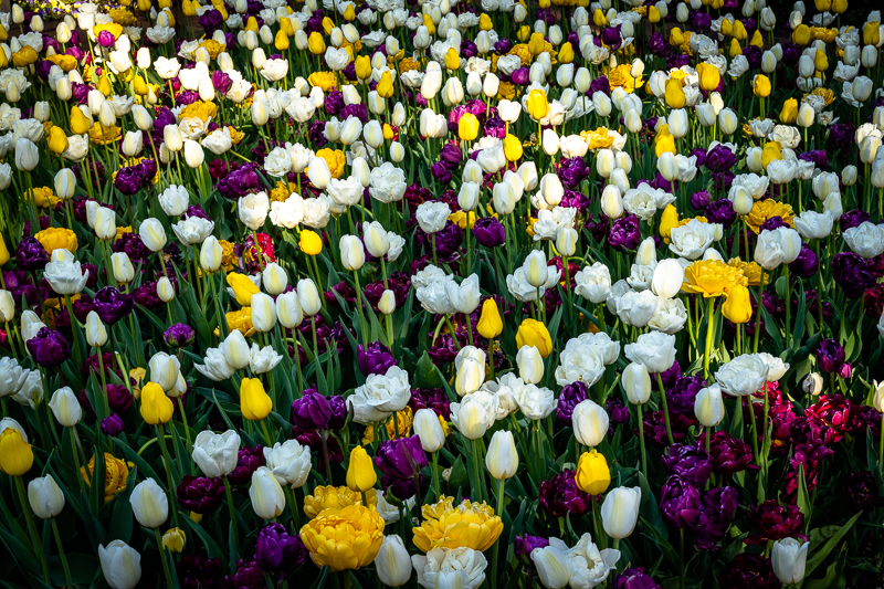 Chicago Botanic Garden - Circle Garden