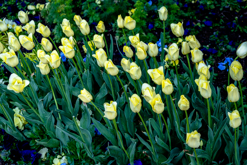 Chicago Botanic Garden - Circle Garden