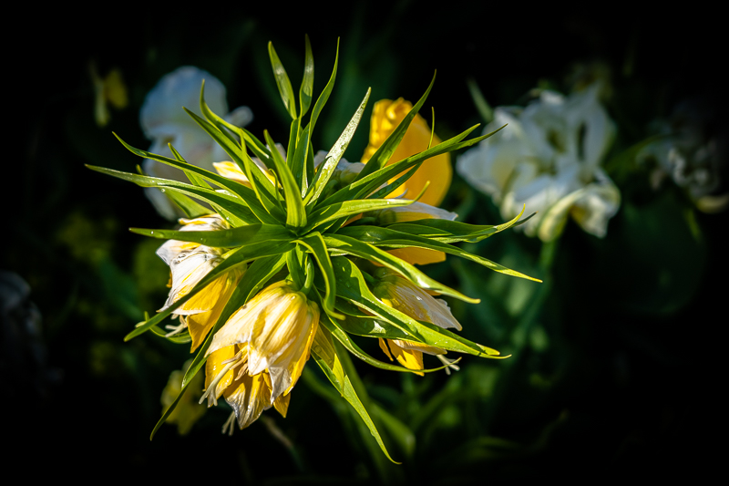 Chicago Botanic Garden - Circle Garden