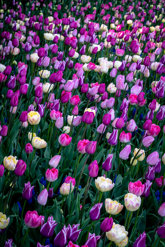 Chicago Botanic Garden - Circle Garden